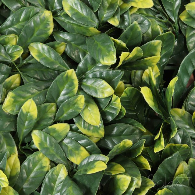 Barda Expandible Laurel de la India Solart