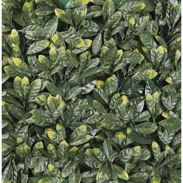 Laurel Dorado Solart