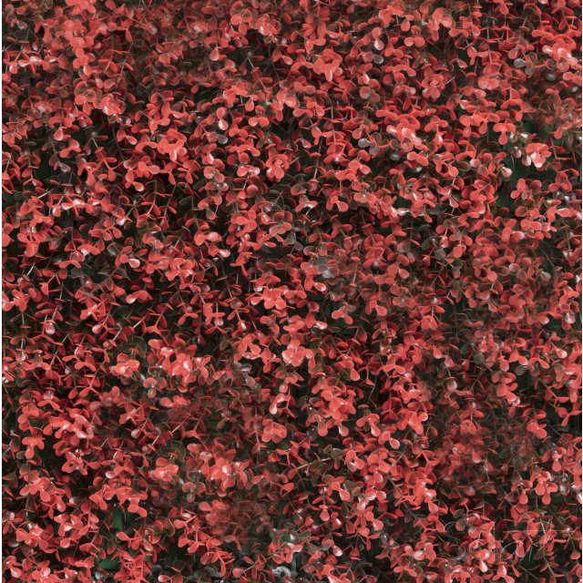 Arrayán Rojo Solart