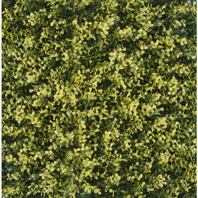 Arrayán Amarillo Solart