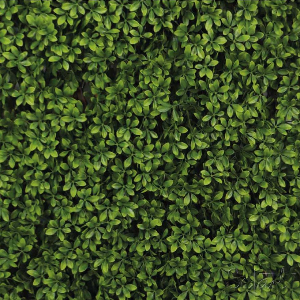 Barda Expandible Bonetero del Japón 